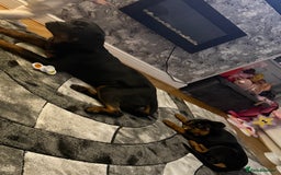 Rottweiler dogs for sale: 16 week old Rottweiler for sale  - Image 5