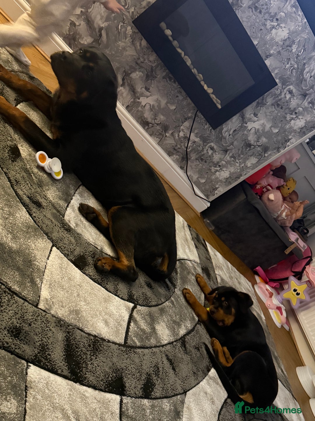 Rottweiler dogs for sale: 16 week old Rottweiler for sale  - Image 5