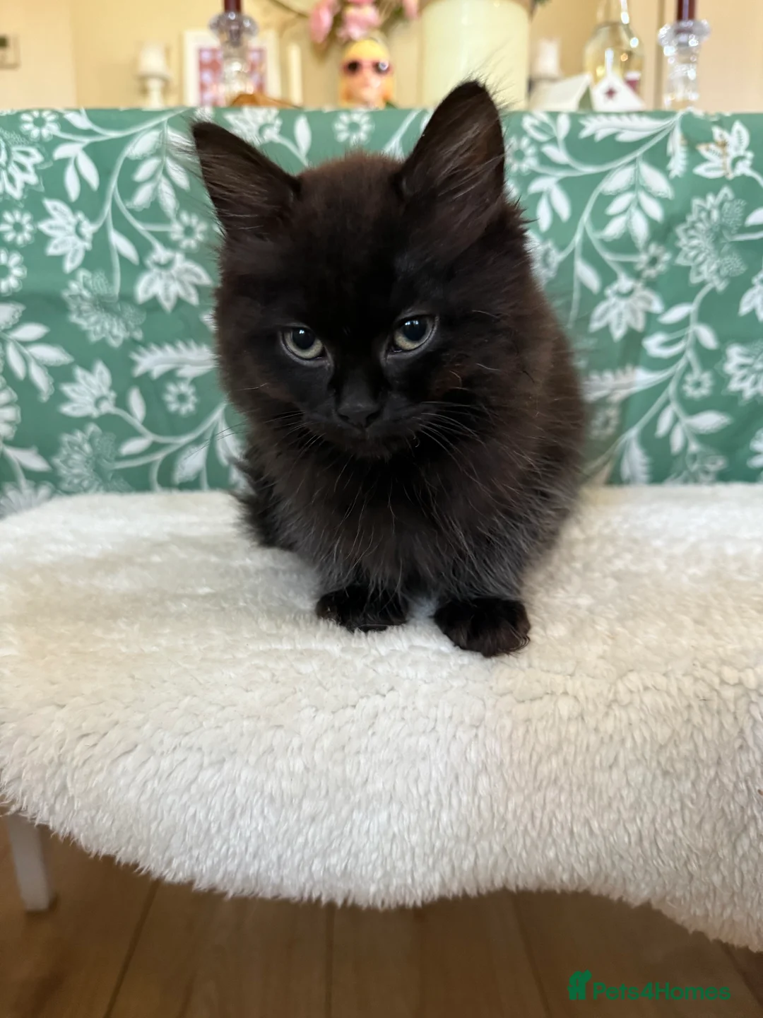 Ragdoll cats for sale: Adorable Ragdoll/ Maine Coon Mix for Forever Homes - Advert 13