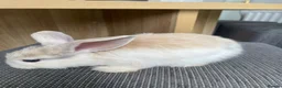 Mini Lop rabbits for sale: Mini lop bunnies ready by 26/8/26 - Advert 5