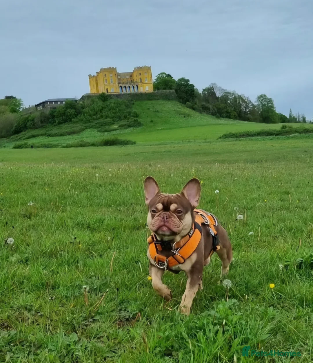 French Bulldog dogs for stud: NEW SHADE ROJO AND TAN FOR STUD in Liverpool - Advert 5