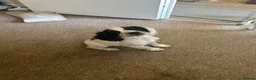 English Springer Spaniel dogs for sale: Kc springer spaniels  - Advert 4