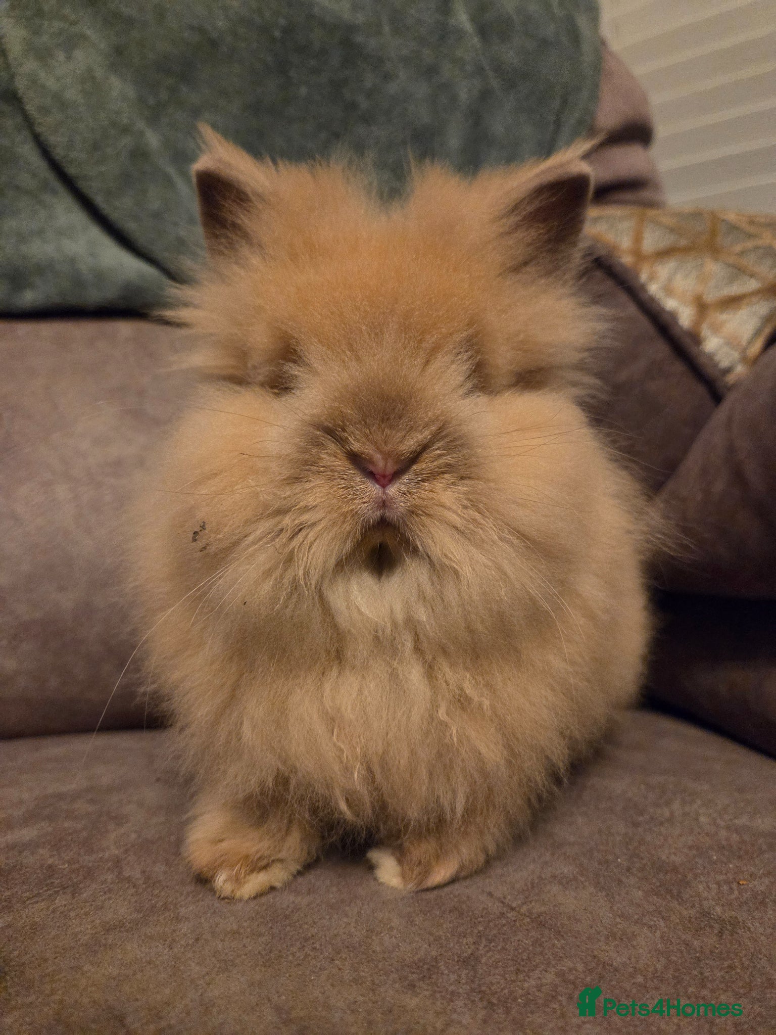 Lionhead rabbits Silly Tame Teddy Lion head Doe - Advert 19