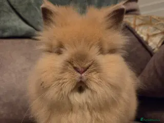 Lionhead rabbits Silly Tame Teddy Lion head Doe - Advert 16