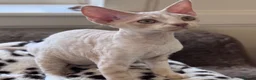 Devon Rex cats for sale: Fantastic pedigree Devon Rex kittens  - Advert 4