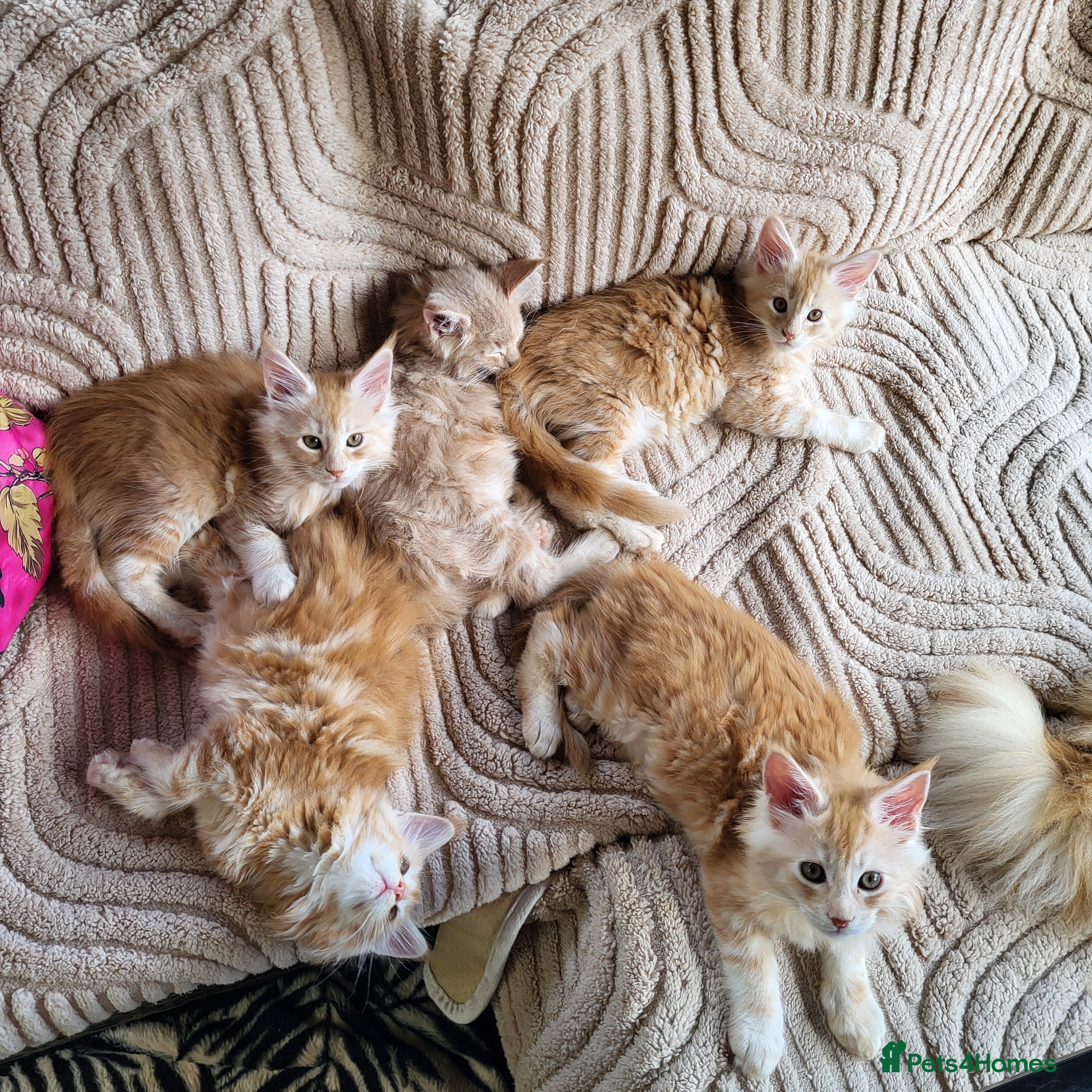 Maine Coon cats Maine Coon kittens for sale CF81  - Advert 1