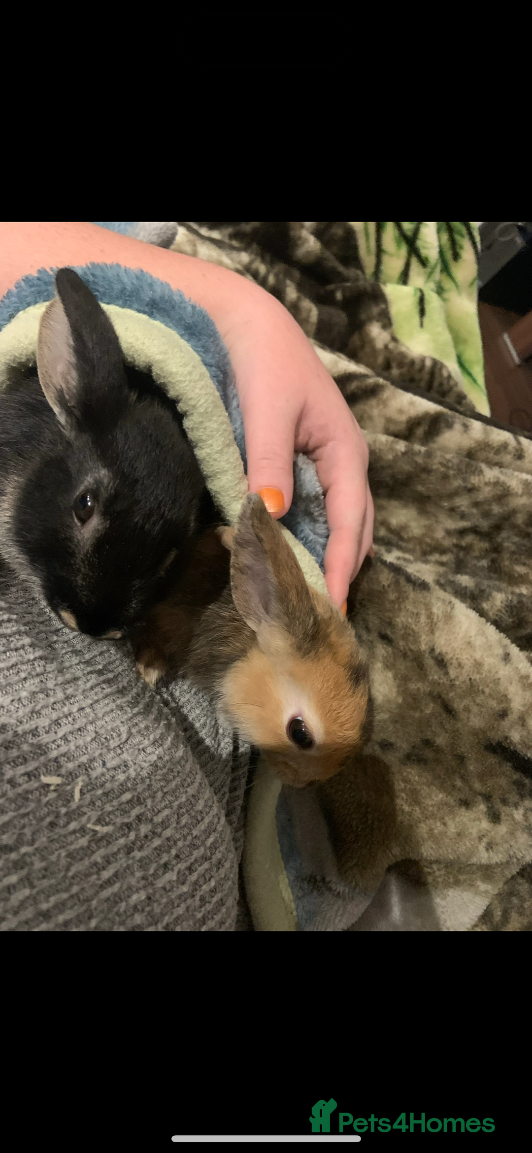 Mixed Breed rabbits for sale: Silver back rabbits - Image 5