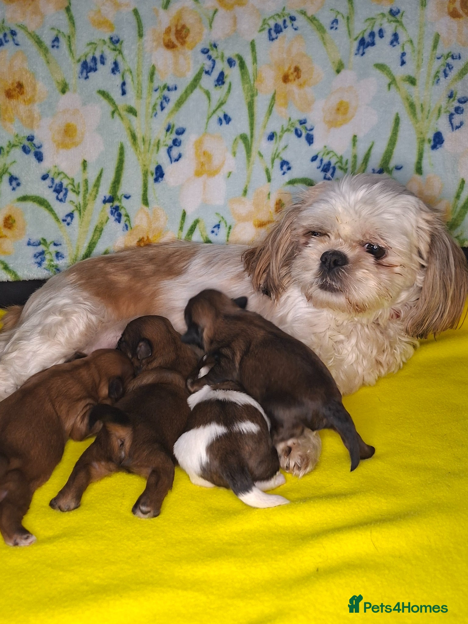 Shih Tzu dogs Imperial shih tzu - Advert 3