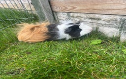 Guinea Pig rodents for sale: 3 bonded girl guinea pigs for sale - Image 3