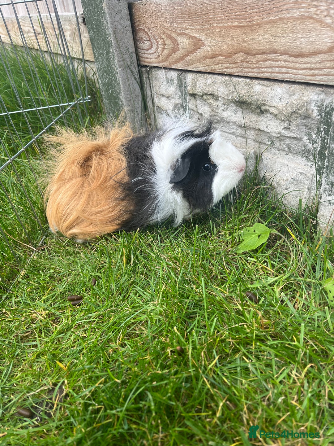 Guinea Pig rodents for sale: 3 bonded girl guinea pigs for sale - Image 3
