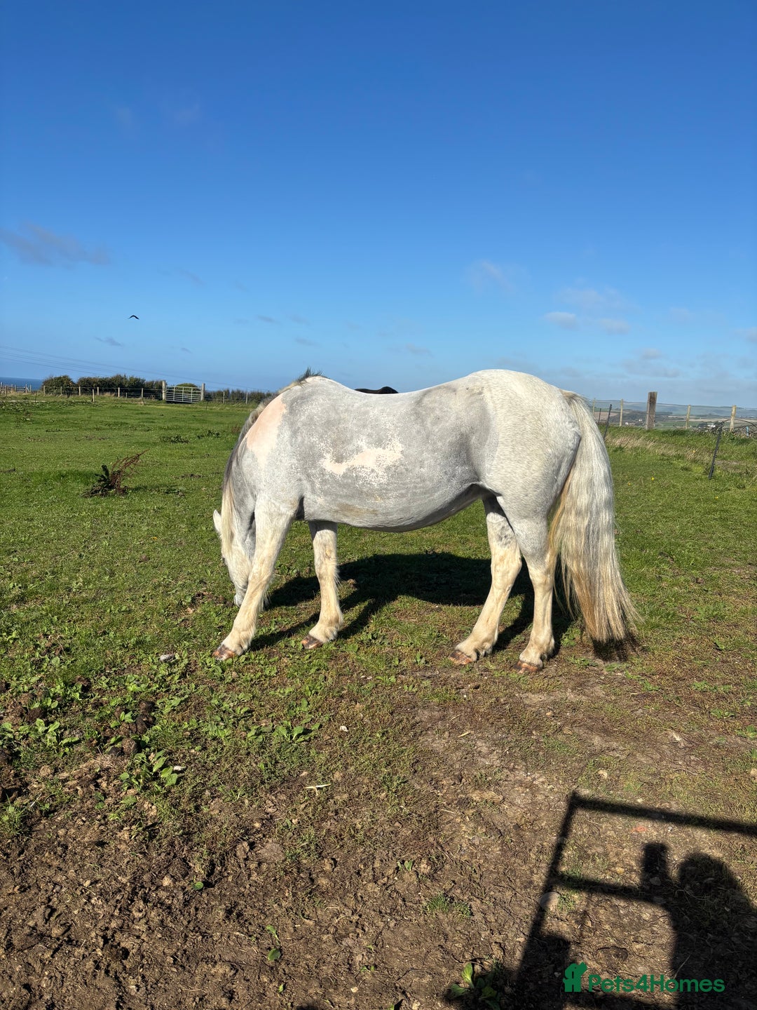 Other Breed horses for sale: 17 year old cob x Arab 14h 1 - Advert 5