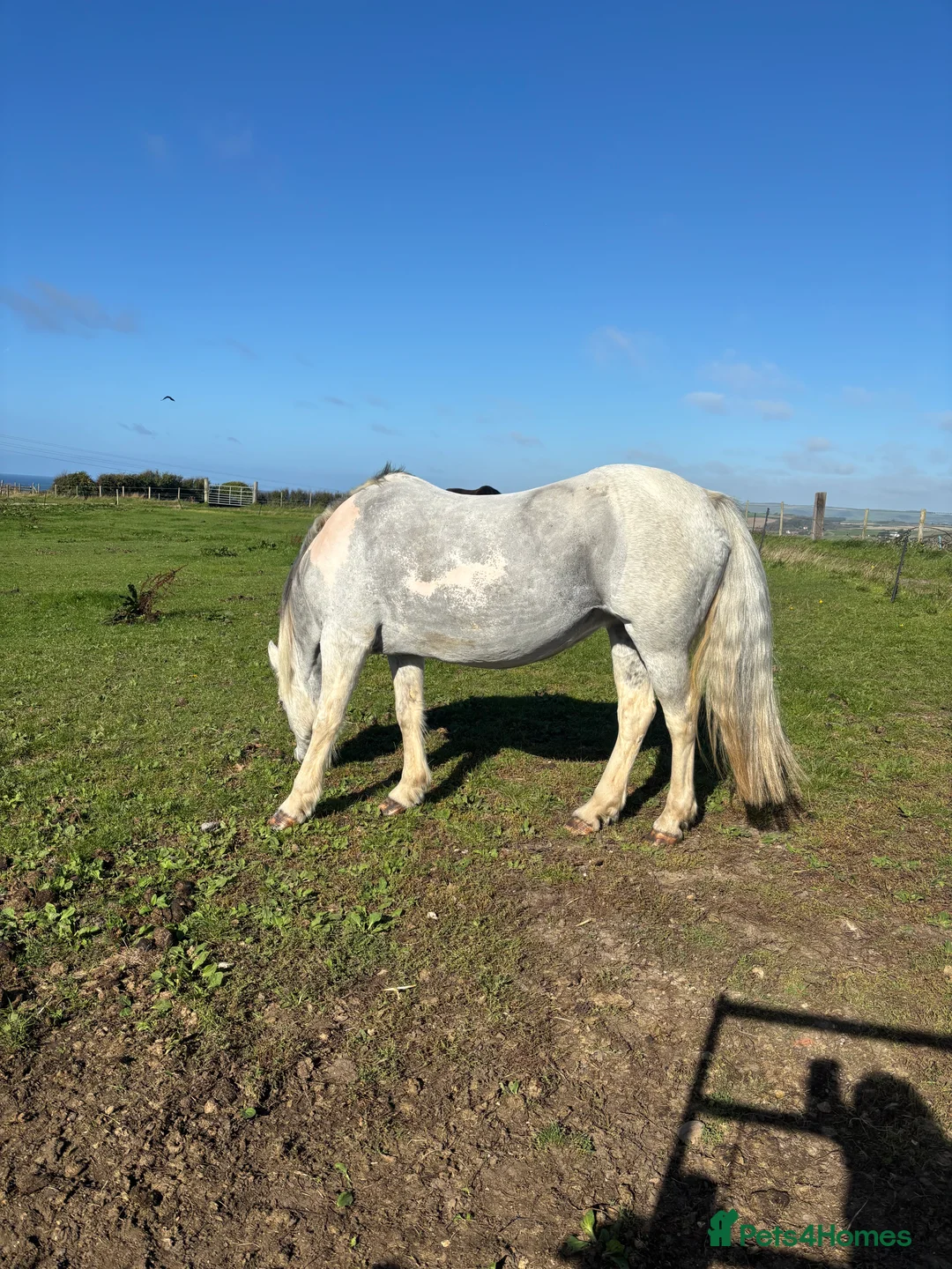 Other Breed horses for sale: 17 year old cob x Arab 14h 1 - Advert 5