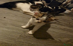 British Shorthair cats for sale: Kittens - Image 10