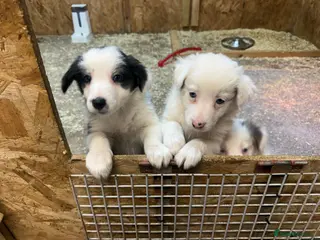Border Collie dogs Red Merle and black and white border collies - Advert 6