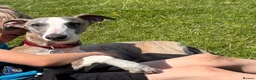 Whippet dogs for sale: Male whippet  in Nottingham - Advert 1