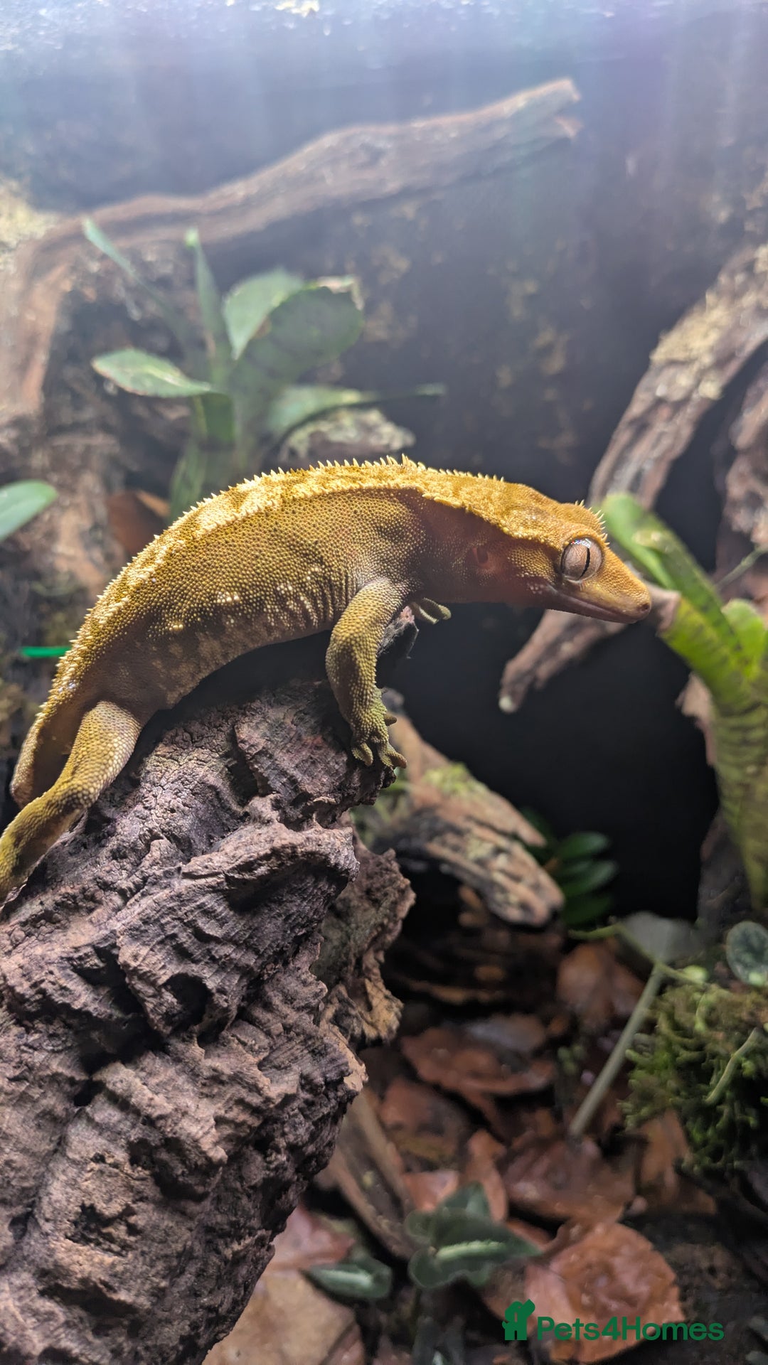 Gecko reptiles for sale: Flame Crested Gecko - Image 3