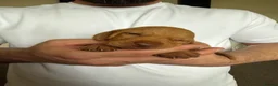 Hungarian Vizsla dogs for sale: KC Registered Hungarian Viszla litter  - Advert 40
