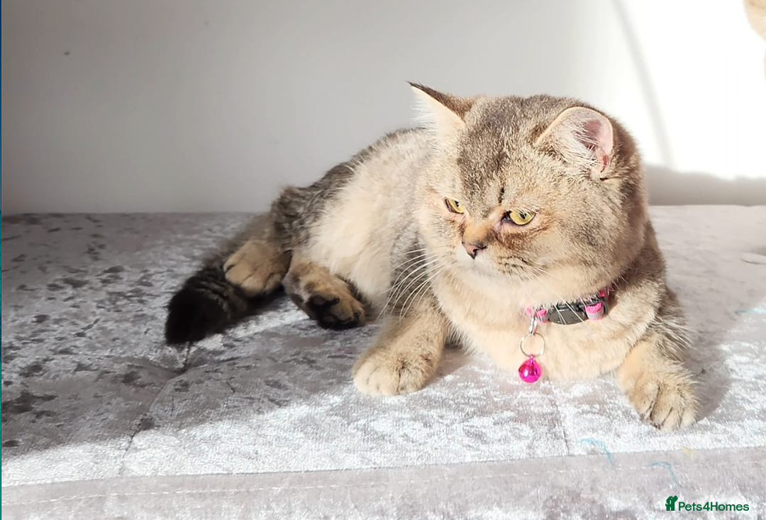 British Shorthair cats for sale: Gorgeous British Shorthair Kittens - Advert 24
