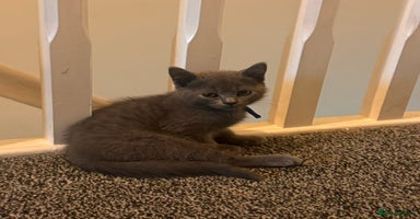 British Shorthair cats - Advert 12