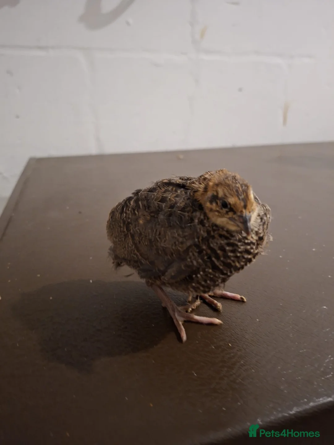 Quail poultry for sale: Mixed Japanese coturnix quail chicks - Advert 2
