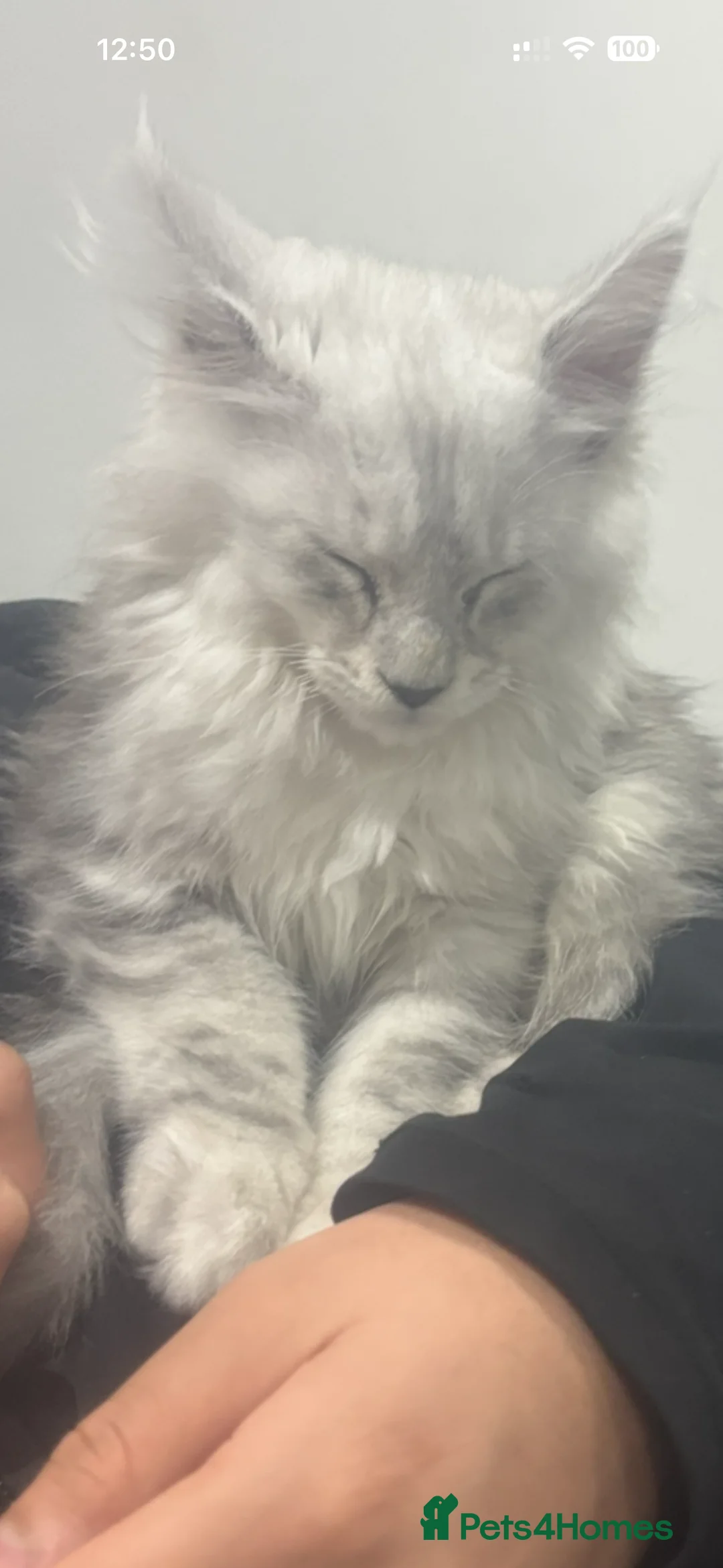 Maine Coon cats for sale: Last Male Maine Coon Kitten for Sale | show breed  - Advert 2