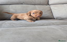 Miniature Dachshund dogs for stud: 🤎🤍 Chocolate Dapple Stud - PROVEN 🤎🤍 - Image 7