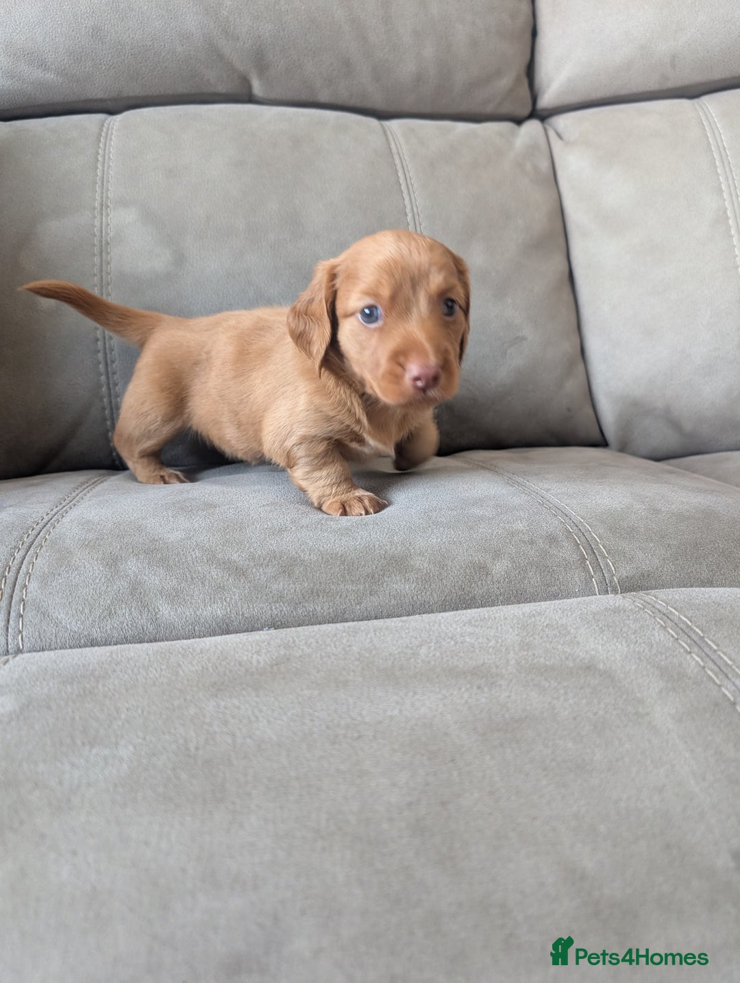 Miniature Dachshund dogs for stud: 🤎🤍 Chocolate Dapple Stud - PROVEN 🤎🤍 - Image 7