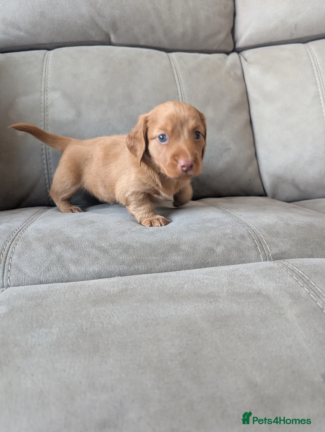 Miniature Dachshund dogs for stud: 🤎🤍 Chocolate Dapple Stud - PROVEN 🤎🤍 - Advert 7