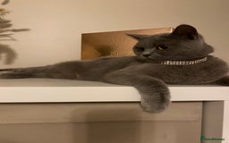 Mixed Breed cats for sale: British short hair cross - Image 6