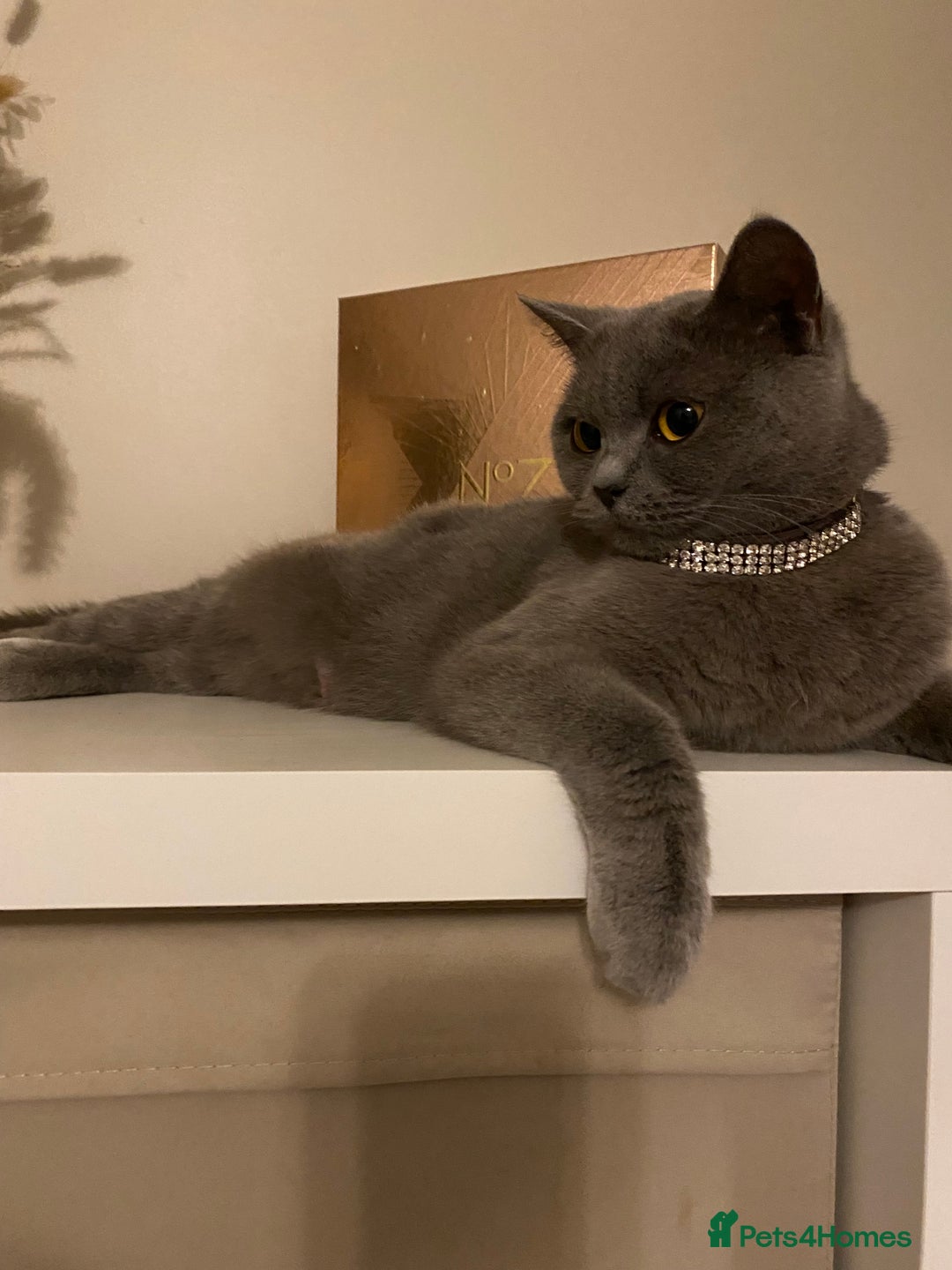 Mixed Breed cats for sale: British short hair cross - Image 6