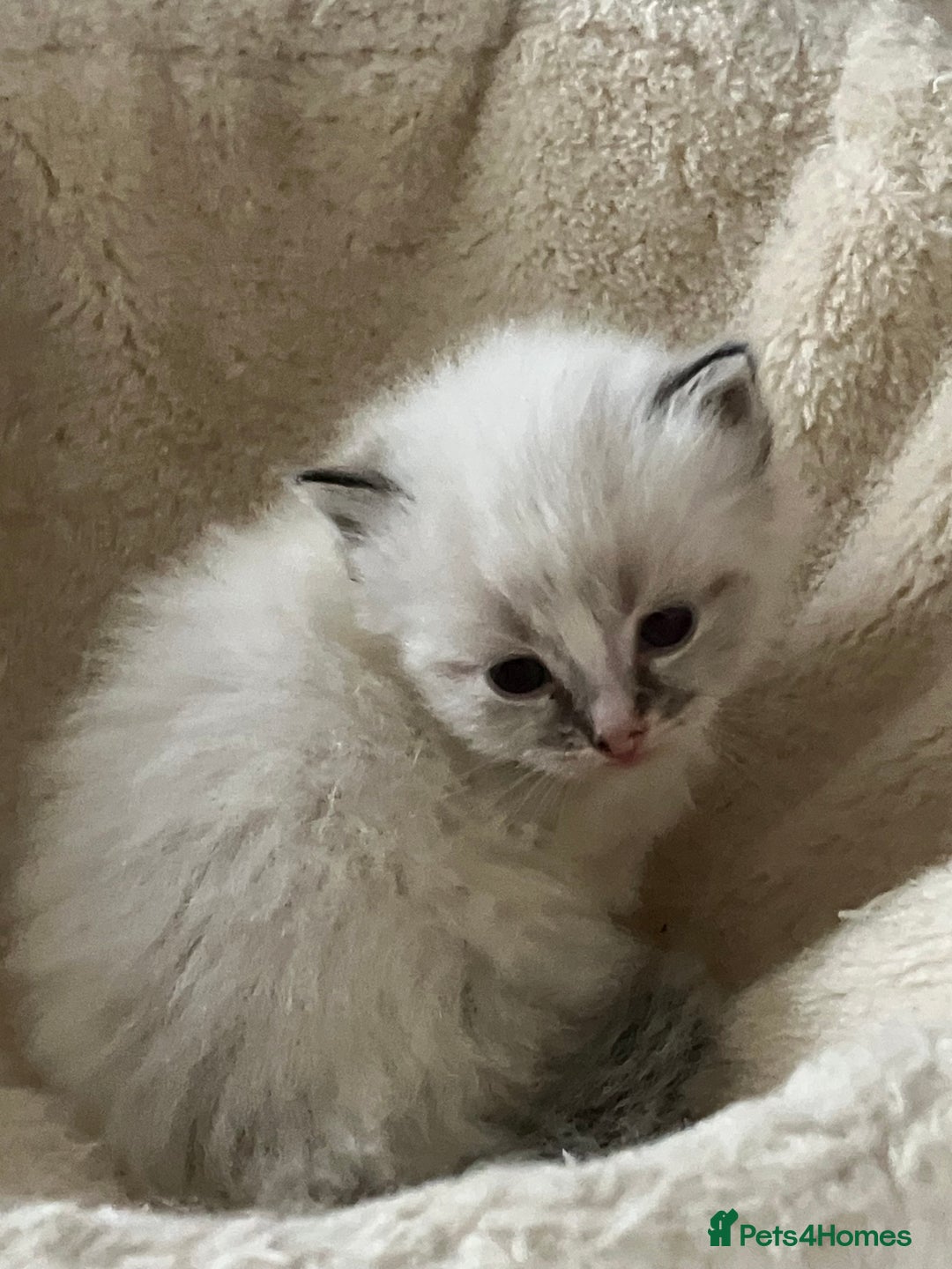 Siberian cats for sale: Siberian kittens  - Advert 3