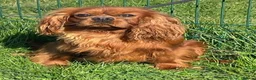 Cavalier King Charles Spaniel dogs for sale: BEAUTIFUL KING CHARLES CAVALIER PUPPYS - Advert 7