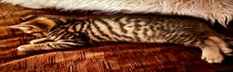 Bengal cats for sale:  Glittery Bengal X KittensWith Famous References!  - Advert 6