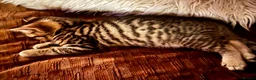Bengal cats for sale:  Glittery Bengal X KittensWith Famous References!  - Advert 6