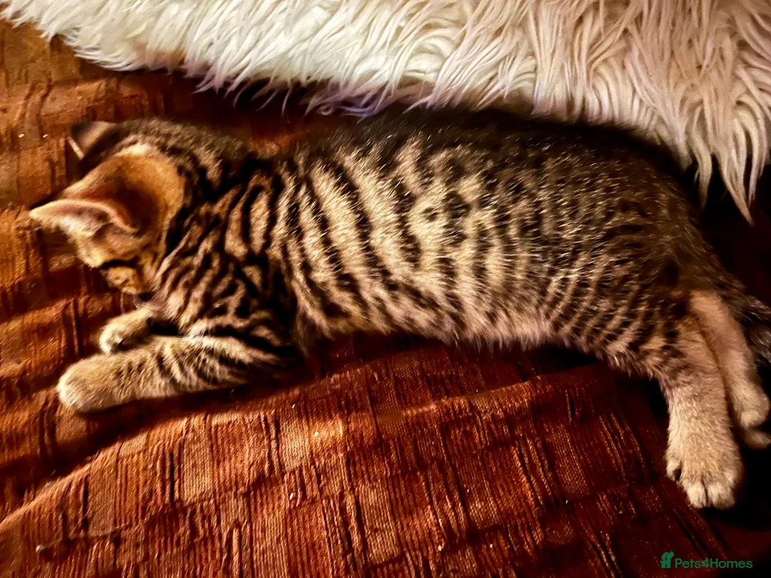 Bengal cats for sale:  Glittery Bengal X KittensWith Famous References!  - Advert 6