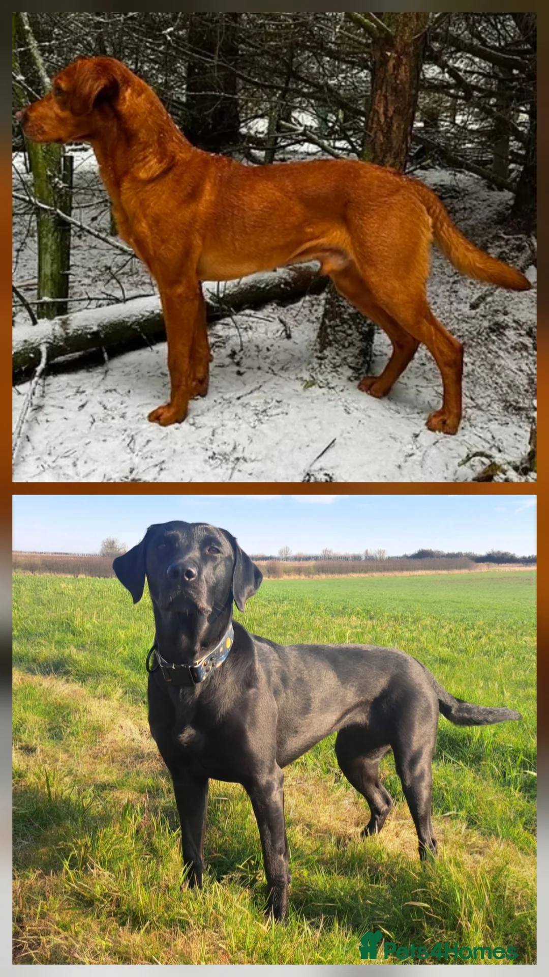 Labrador Retriever dogs for sale: Black and Fox red Labrador puppies  in Pickering - Advert 1