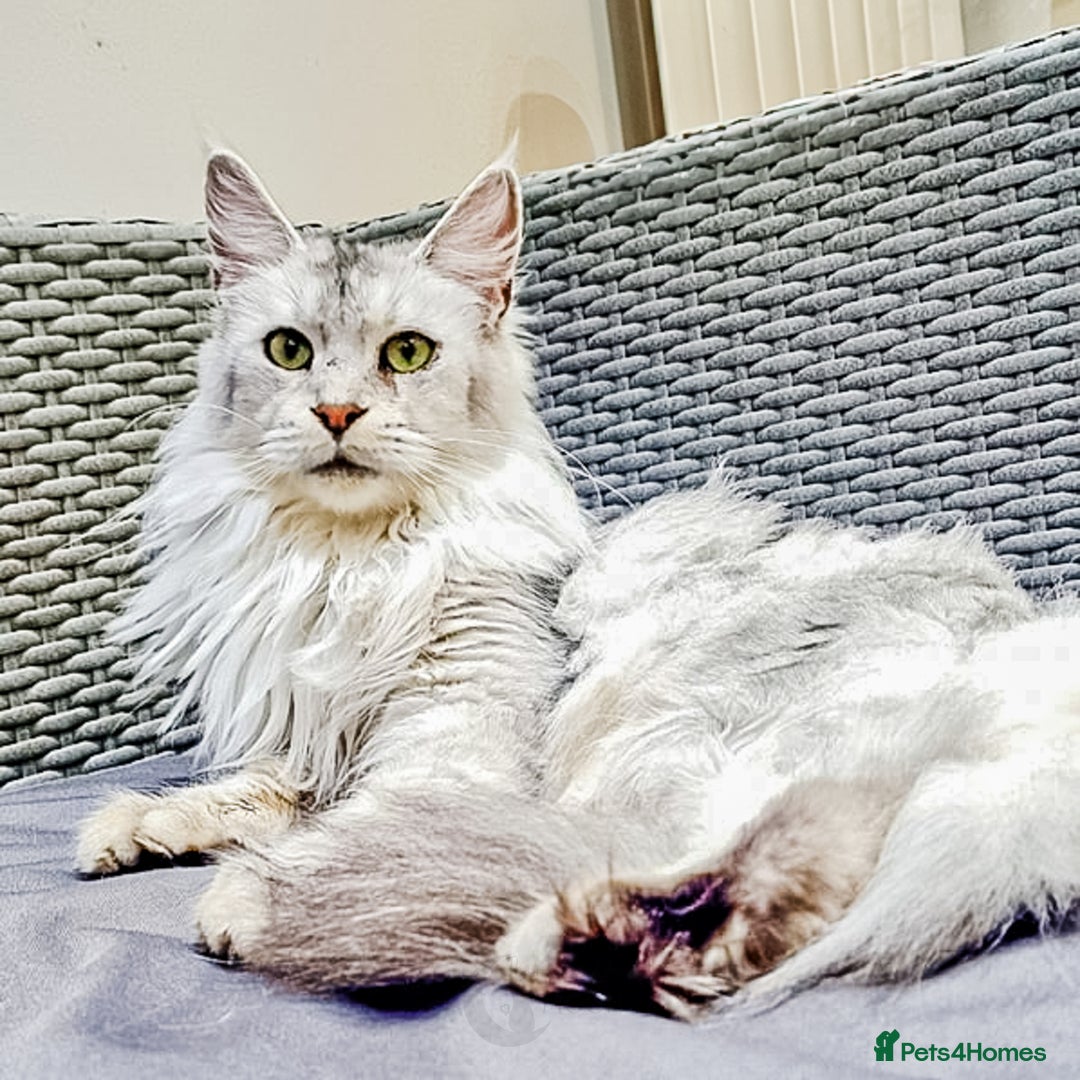 Maine Coon cats for sale: TICA PEDIGREE MAINE COON SHADED KITTENS AVAILABLE - Advert 2