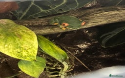 Frog reptiles for sale: Red Eye Tree Frog Trio - exchange for Day Gecko - Image 3