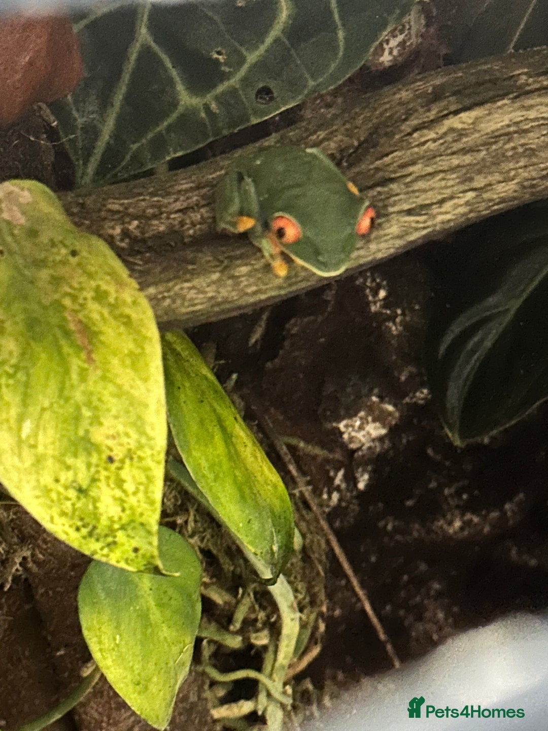 Frog reptiles for sale: Red Eye Tree Frog Trio - exchange for Day Gecko - Image 3