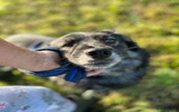 Mixed Breed dogs for adoption: Roberto - Norwich Norfolk  - Image 12