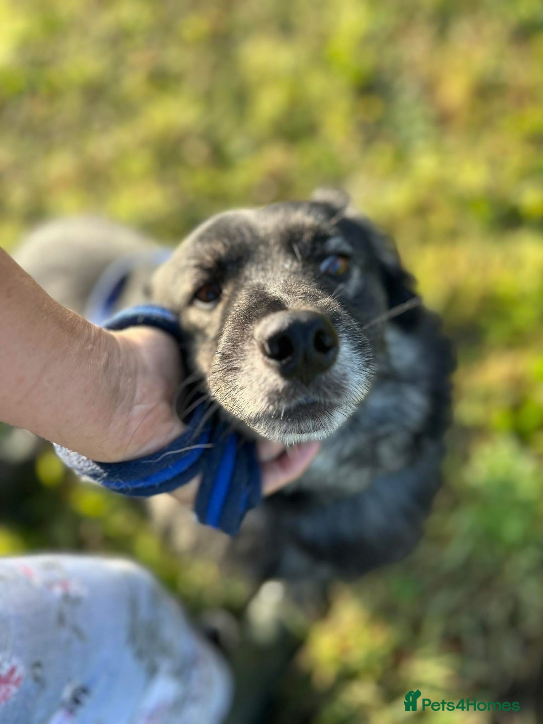 Mixed Breed dogs for adoption: Roberto - Norwich Norfolk  - Image 12