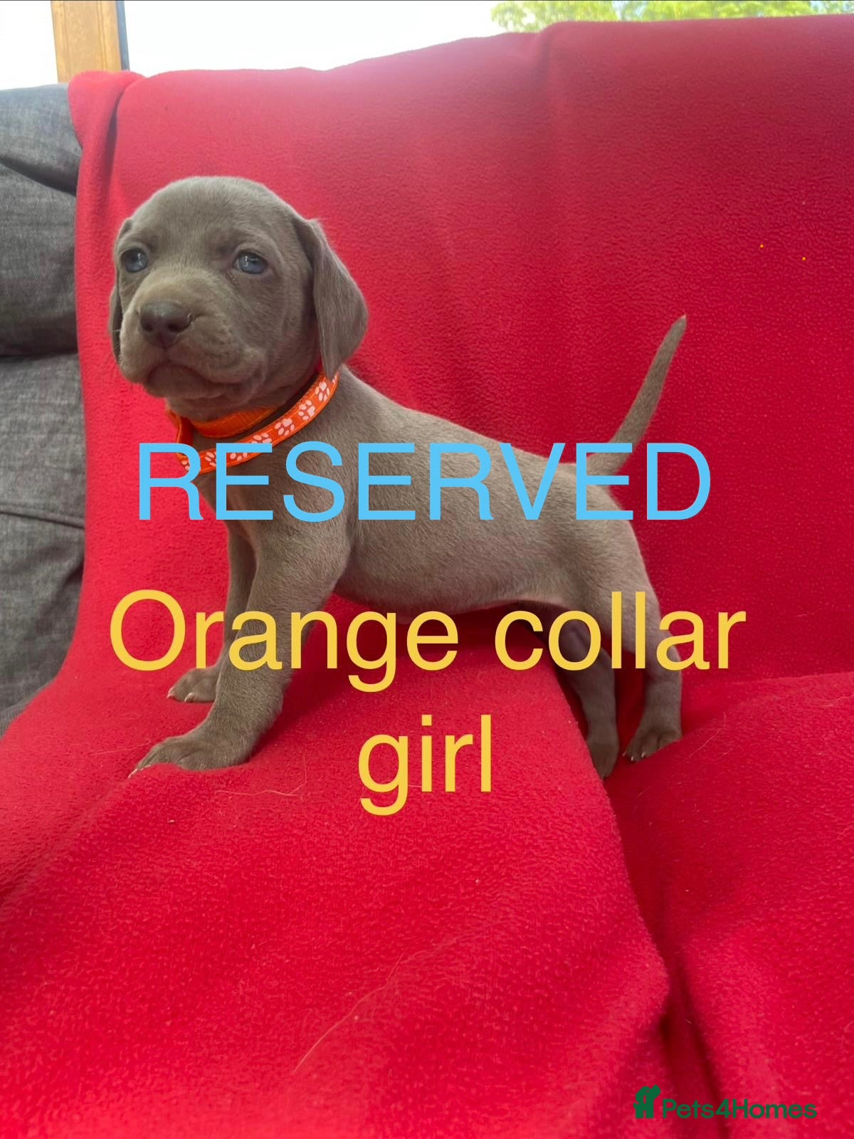 Weimaraner dogs KC Registered Weimaraner puppies for sale - Advert 2