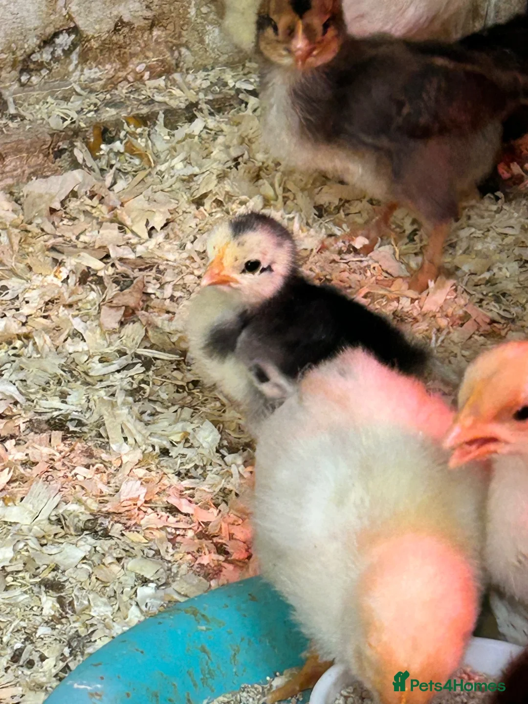 Chickens poultry for sale: Chicks, Pekin Bantams, Serama, Olive Eggers - Advert 1
