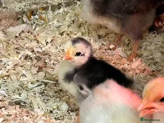 Chickens poultry Chicks, Pekin Bantams, Olive Eggers - Advert 1