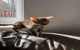 Bengal cats for sale: Pure bred bengal kittens - Image 14