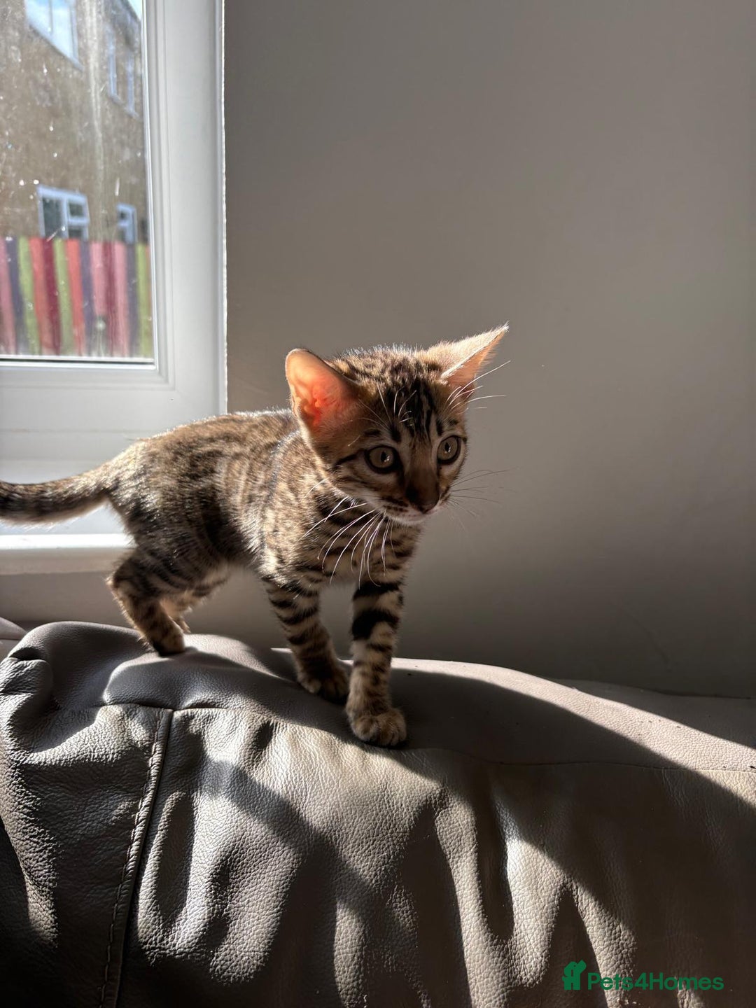 Bengal cats for sale: Pure bred bengal kittens - Image 14