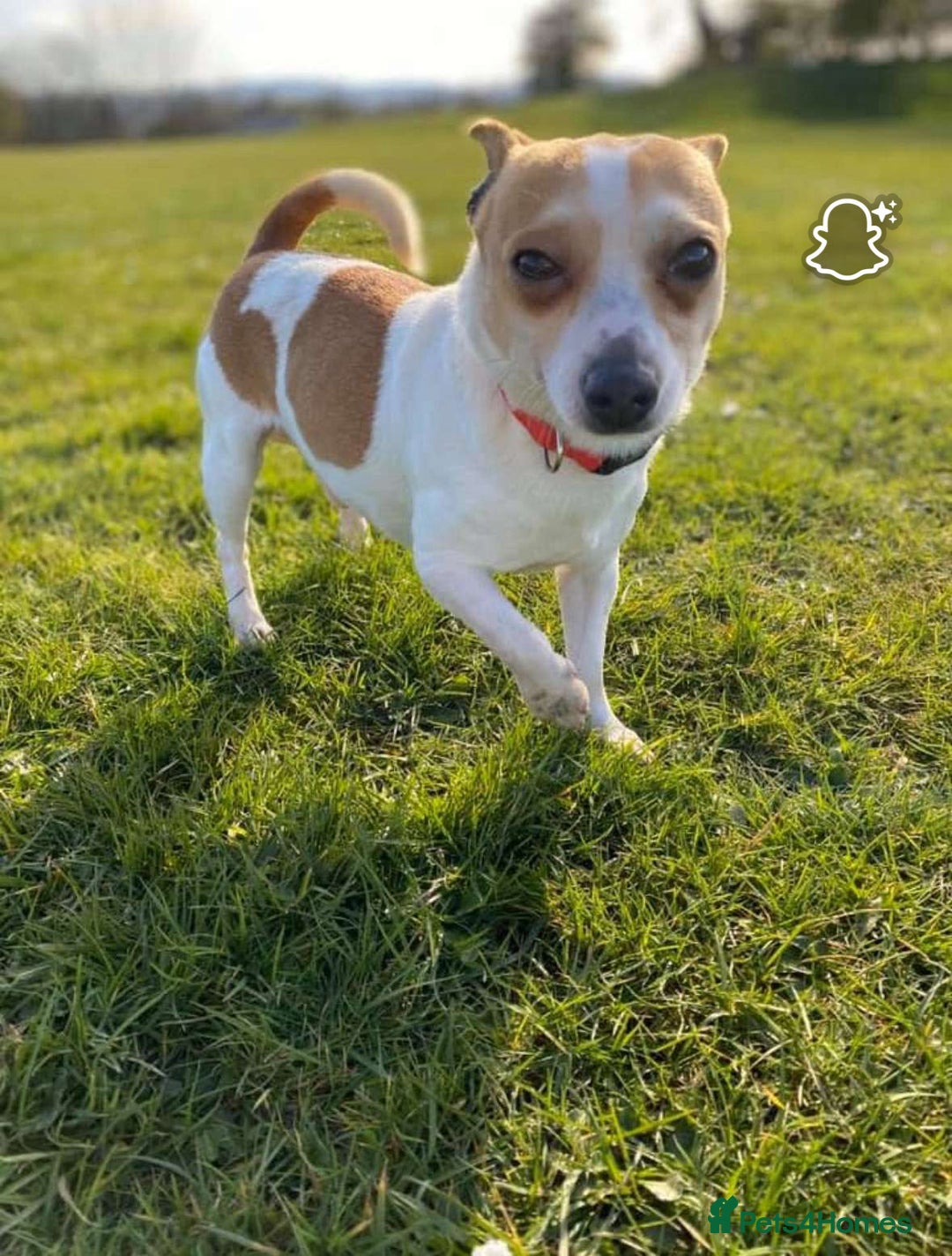 Mixed Breed dogs for sale: Chihuahua cross Jack Russell 10-11yrs old  - Image 3