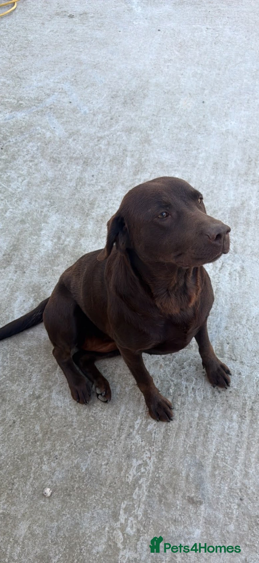 Labrador Retriever dogs 2 Year Old Chocolate Labrador for Rehoming  - Advert 1