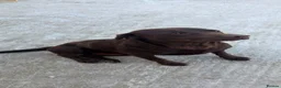 Labrador Retriever dogs for sale: 2 Year Old Chocolate Labrador for Rehoming  - Advert 1