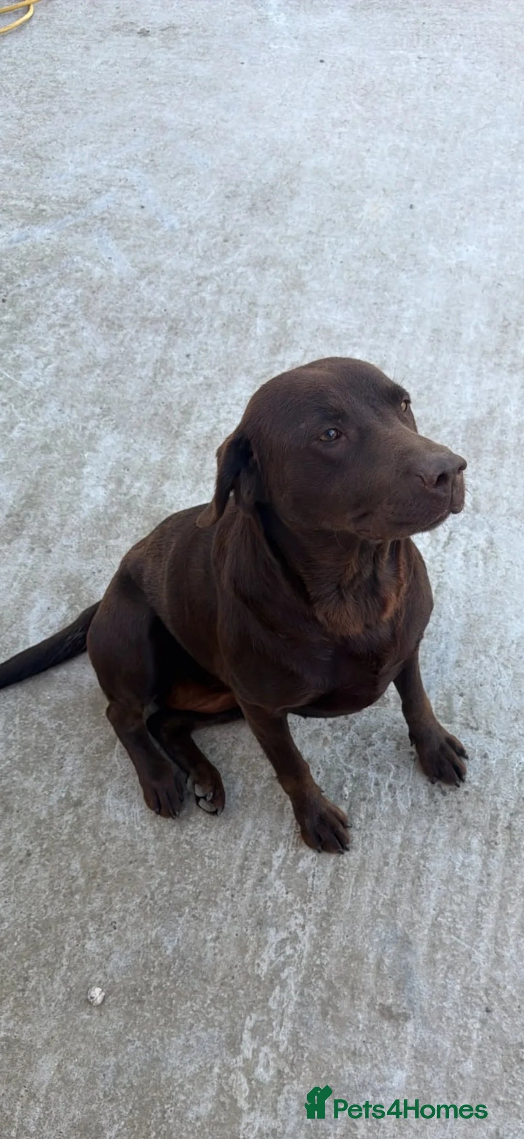 Labrador Retriever dogs for sale: 2 Year Old Chocolate Labrador for Rehoming  - Advert 1